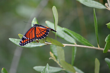 Left-side view of a Vicroy butterfly photograph perched on a small green bush leaf in a nature preserve in Fort Myers, Florida. 