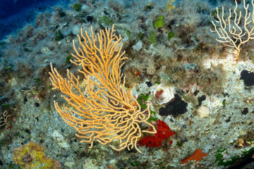Gorgonia gialla, Eunicella cavolini , su un masso con intorno briozoii e alghe di vari colori © Massimo