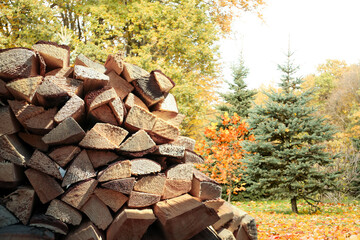 Stacked firewood near trees on sunny day