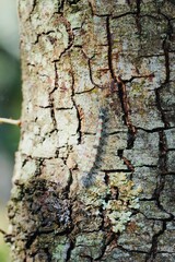 Asian Gypsy Moth Caterpillar Close-Up on Tree Bark.