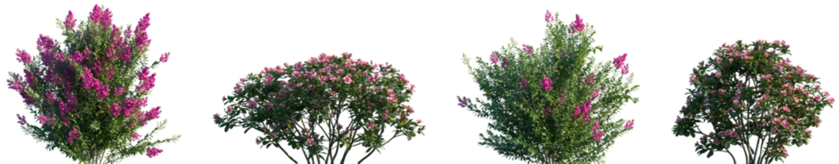 Fotobehang Azalea Set of Myrtle and Rhododendron Hybridum (Gunrei Satzuki Azalea) blossoming frontal street shrubs isolated png on a transparent background perfectly cutout  © Viktoria