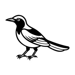 Magpie bird illustration with black and white design in profile view  