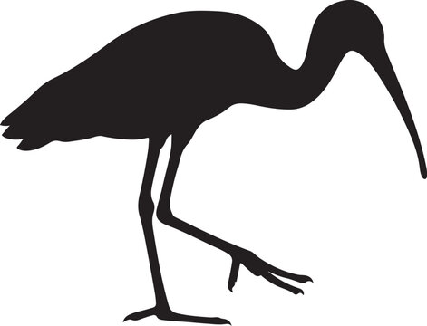 Walking ibis bird silhouette simple design, Wading bird elegant black vector sketch