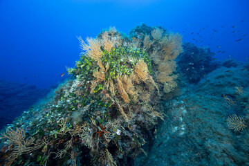 Rocce ricoperte da gorgonie gialle, Eunicella cavolinii, e alghe verdi Halimeda tuna, monetina di mare e Flabelia petiolata, ventaglio di mare