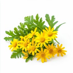 senecio jacobaea ragwort plant bright yellow daisylike flowers and fernlike leaves isolated on white transparent background