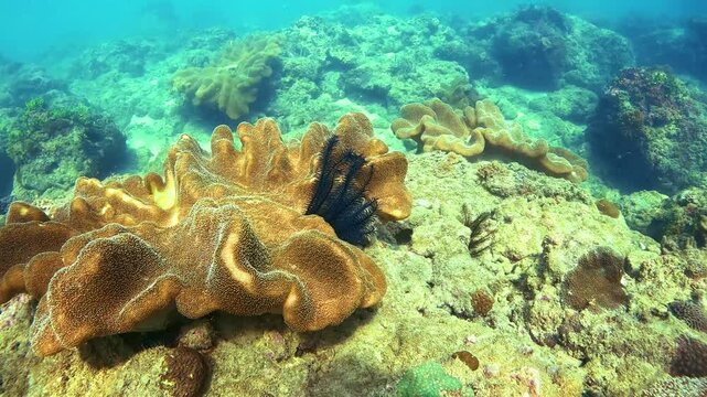 Black sea lily crinoidea, colourful soft coral formations, tropical underwater environment. Clear blue waters showcase a rich biodiversity of marine life