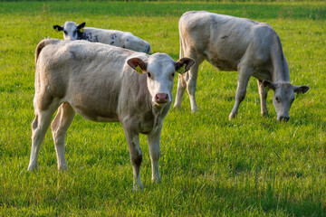 Sommerzeit im M&uuml;nsterland
