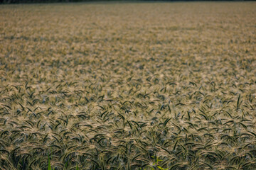 Sommerzeit im M&uuml;nsterland