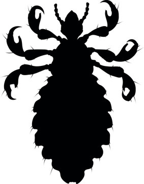 Black silhouette of a female head louse (Pediculus humanus)