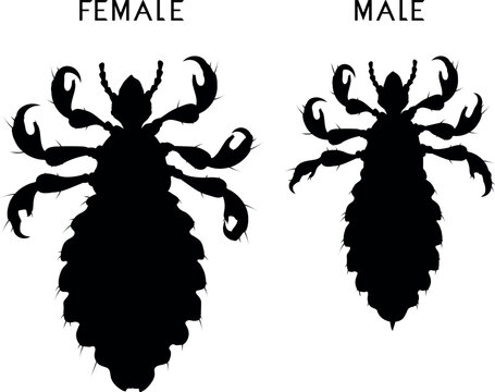 Black silhouettes of male and female head louse (Pediculus humanus)