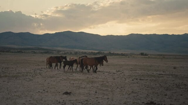 Wild horses running and grazing during sunset in the high desert mountains