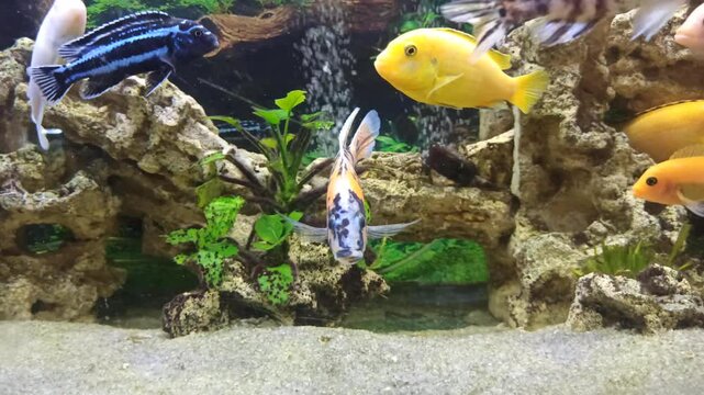 view aquarium with beautiful colorful cichlid fishes : yellow , multicolor, mzuli and other african mbuna cichlids