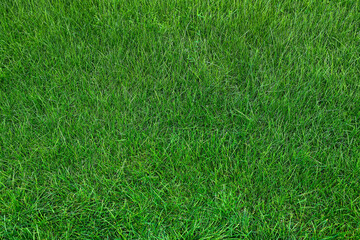 decorative leaves of the plants