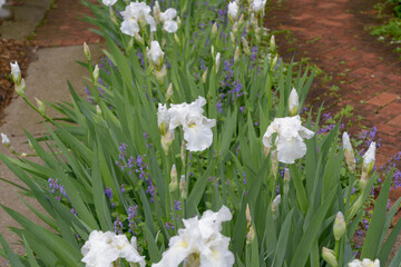 white bearded irises in an outdoor garden bed under rainy conditions © eugen