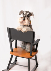 Whimsical schnauzer dog sitting in a black chair. Room for text or copy.  The salt and pepper dog has a long stylish beard with paws on chair back. 