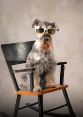 Whimsical schnauzer dog sitting in a black chair. Salt and pepper dog is wearing white sun glasses and has a long stylish beard. 