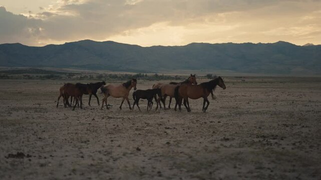 Wild horses running and grazing during sunset in the high desert mountains