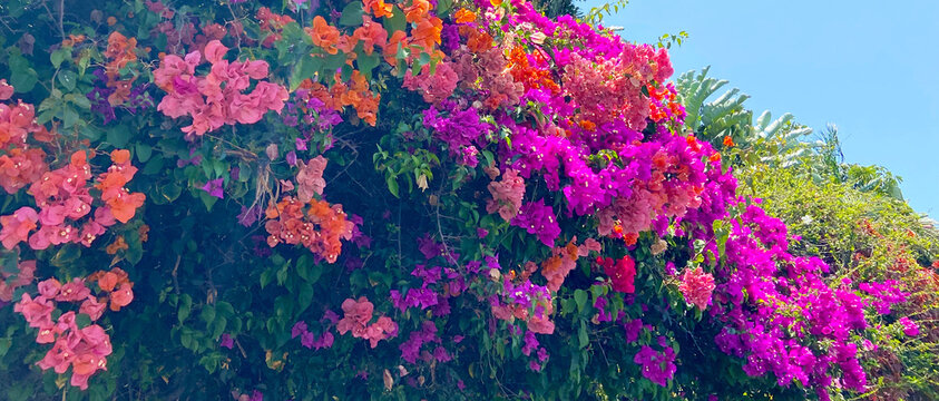 Colorful Bougainvillea flowers in tropical garden of Tenerife,Canary Islands,Spain.Nature background.
 - Powered by Adobe
