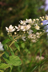 Close-up of delicate white wild blackberry flowers blooming in natural habitat during sunset. Soft golden light enhances the details and textures of petals, evoking a serene, rural atmosphere.