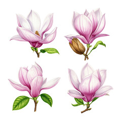Solitary Magnolia Bloom Botanical Illustration with Leaf Detail, Isolated on Transparent Background