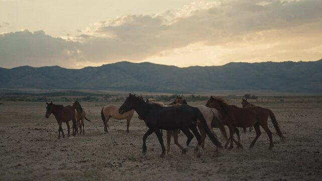 Wild horses running and grazing during sunset in the high desert mountains