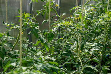 Seedlings of tomatoes planted in a greenhouse, in the spring. Growing, feeding tomatoes in a greenhouse