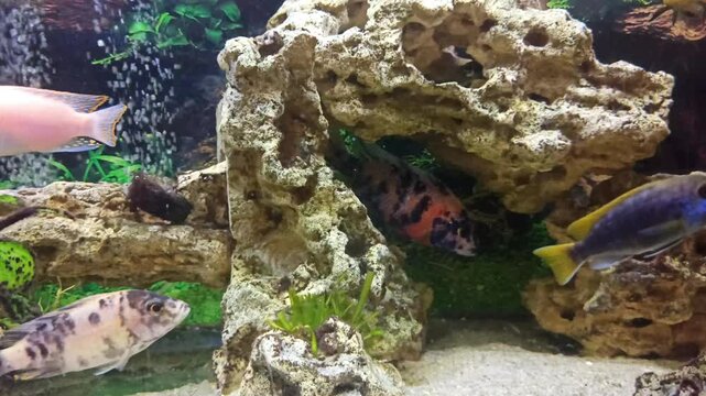 view aquarium with beautiful colorful cichlid fishes : yellow , multicolor, mzuli and other african mbuna cichlids