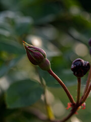 bud of a rose