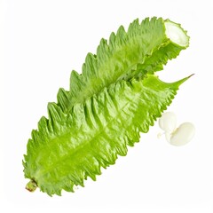 Naklejka premium Winged Beans on Isolated White Background – Angular Green Pods with Four-Sided Ridges and Natural Macro Detail