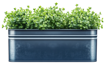 Fresh greenery spills from a blue galvanized planter a promise of spring and renewal presented on transparent background