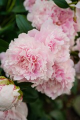 Close up of Pink Peony flowers from garden, selective focus