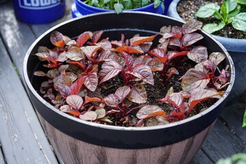 Red spinach plant growing in a pot - backyard deck gardening concept
