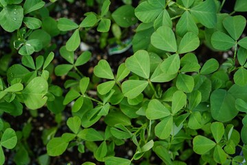 Fenugreek or Indian Methi leaves growing in a pot - herb gardening concept