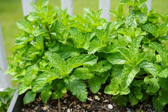 Fresh mint plants growing in backyard garden