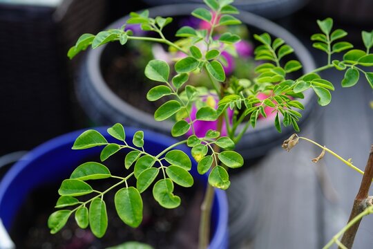 Moringa or Muringa plant growing in a bucket - deck gardening conecpt