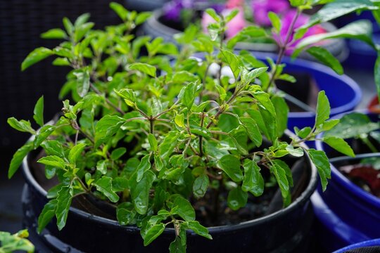 Tulsi plant growing in a bucket - deck gardening concept