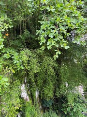 Verdant Trees Beneath the Malacca Sky
