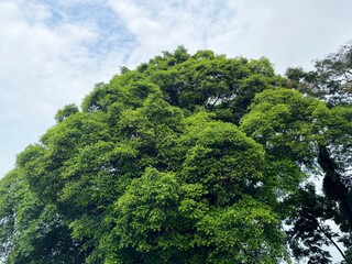 Tropical Foliage of Historic Malacca
