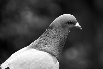 Portrait of an adult gray pigeon sitting in a meadow
