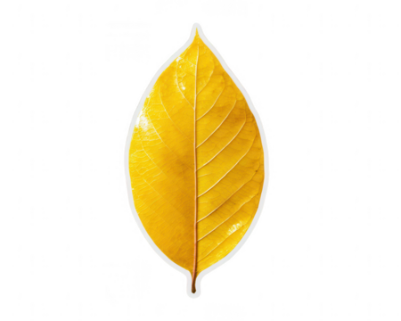 Yellow glossy leaf-shaped sticker on a white background, png, transparent