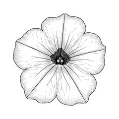 Fototapeta premium white flower isolated on black background