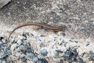 A Common wall lizard (Podarcis muralis) warming itself on sun baked rock.