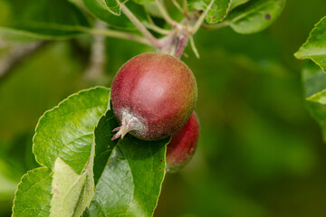 A close up of a growing apple.