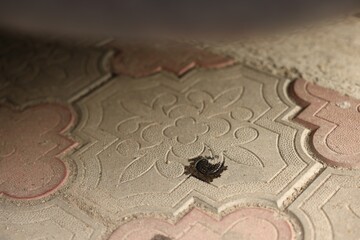 Stain of motor oil on road outdoors, closeup