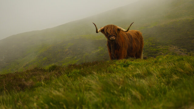 A highland cow in the Scottish highlands