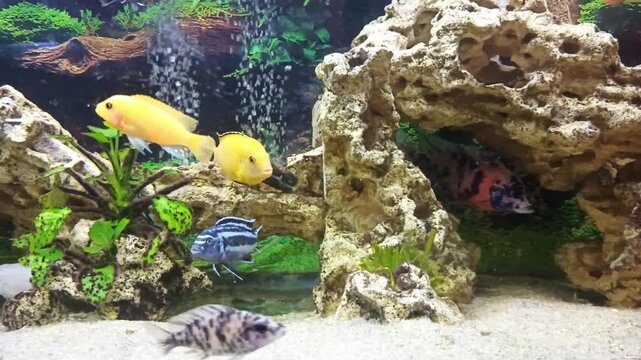 view aquarium with beautiful colorful cichlid fishes : yellow , multicolor, mzuli and other african mbuna cichlids