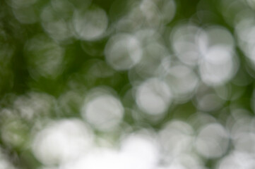 Abstract nature bokeh image with defocus