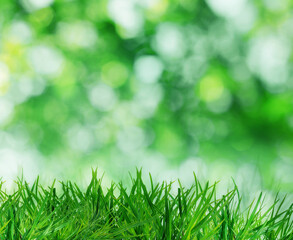 Lush green grass growing outdoors. Bokeh effect