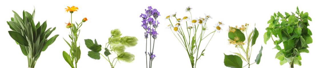 Fresh chamomile flowers and other herbs isolated on white, set