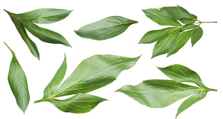 Green peony leaves isolated on white, set